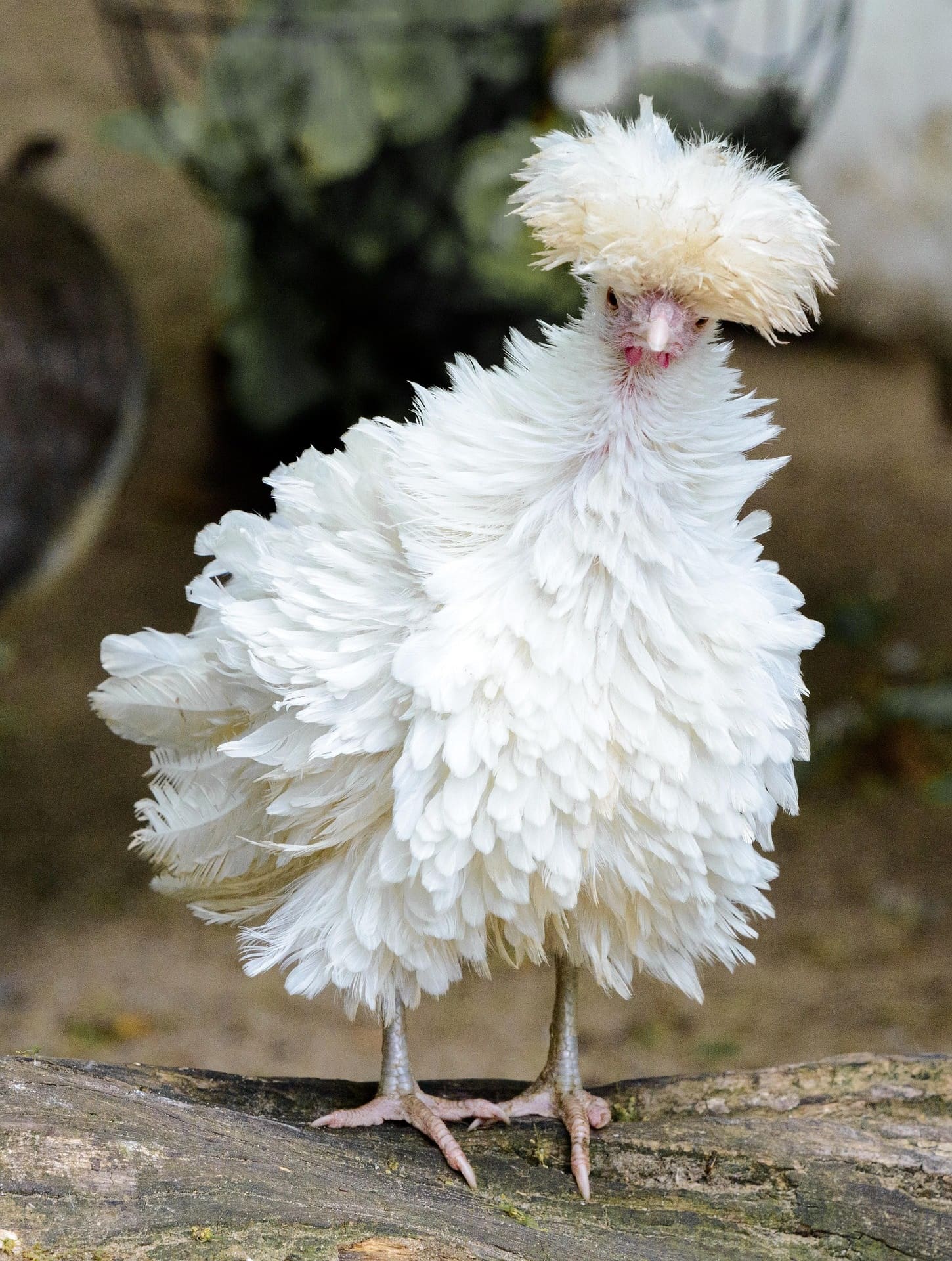 Frizzle Tavuğu