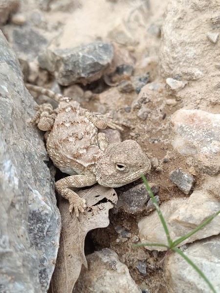 Bozkır Keleri Objektiflere Yansıdı-1
