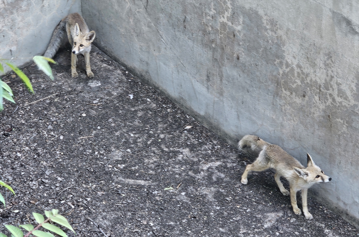 Boş Havuza Düşen Iki Tilki Itfaiye Ekiplerince Kurtarıldı