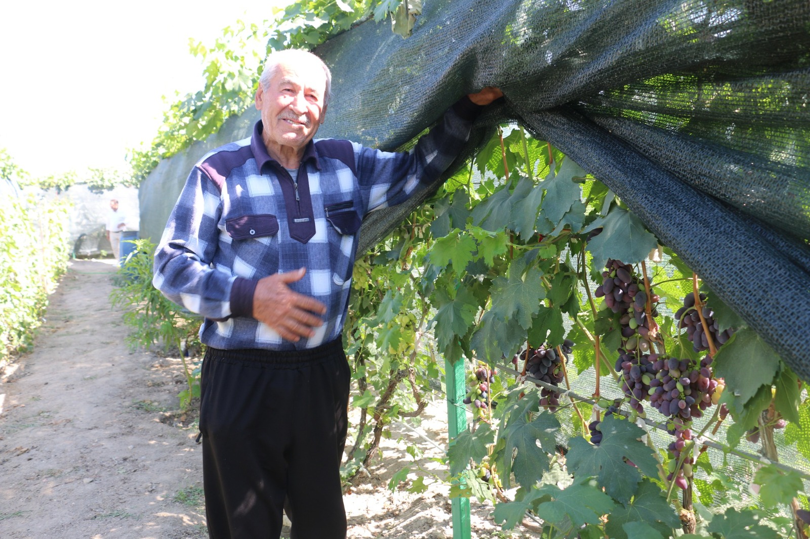 300 Metrekarede 70 Farklı Üzüm Yetiştiriyor