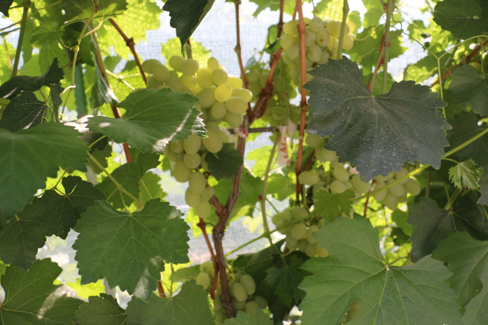 300 Metrekarede 70 Farklı Üzüm