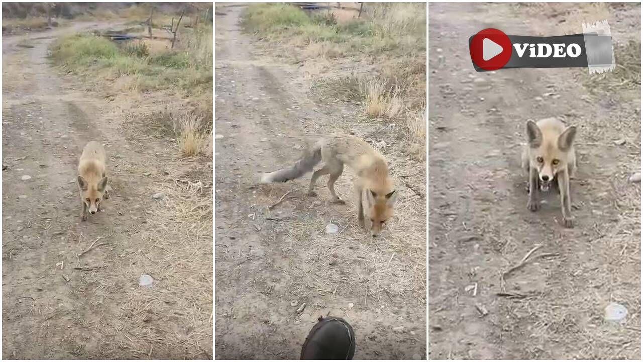 Erzincan’da Tilkiyi Eliyle Besleyen Vatandaş Renkli Görüntüler Oluşturdu (VİDEO)