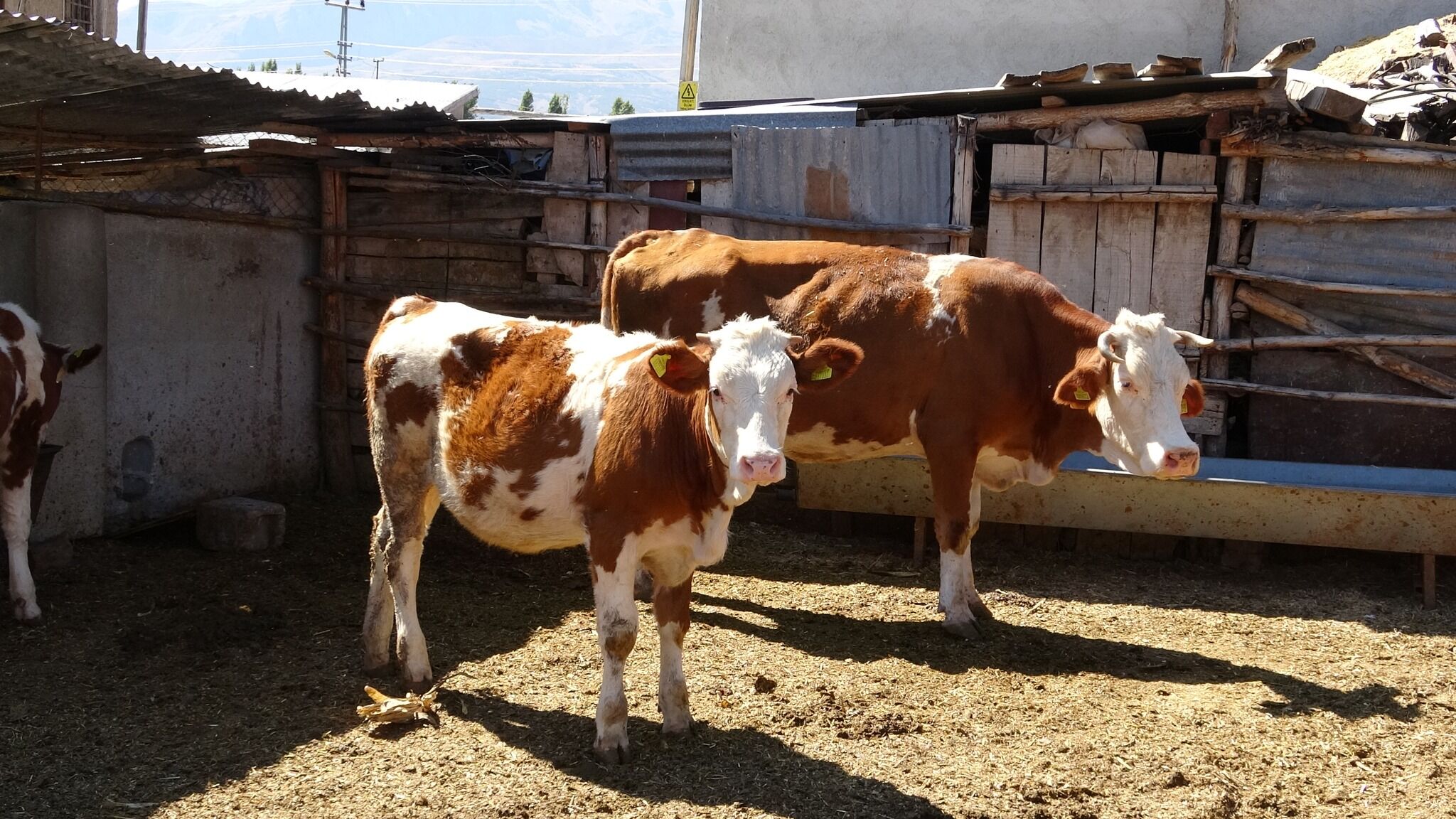 Erzincan’da Hayvancılığa Modern Dokunuş