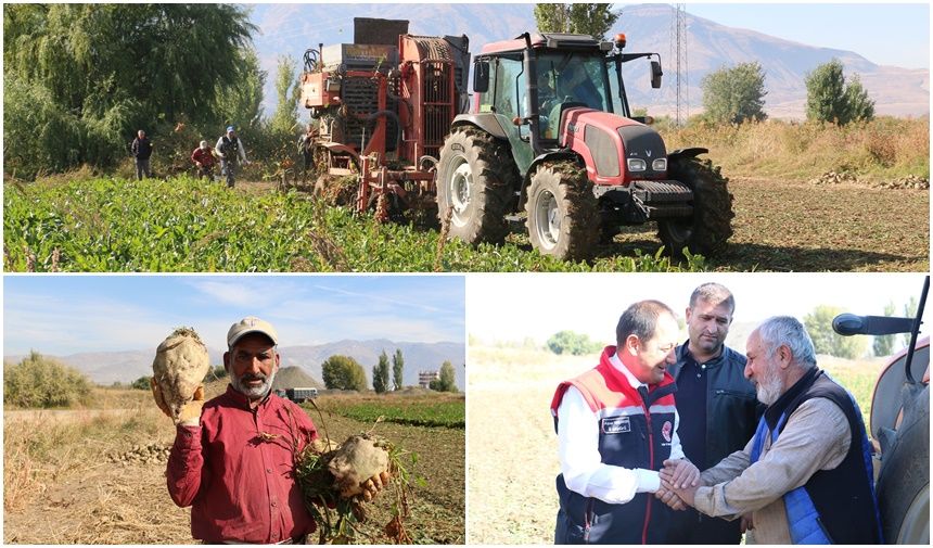 Erzincan'da Şeker Pancarı Bereketi
