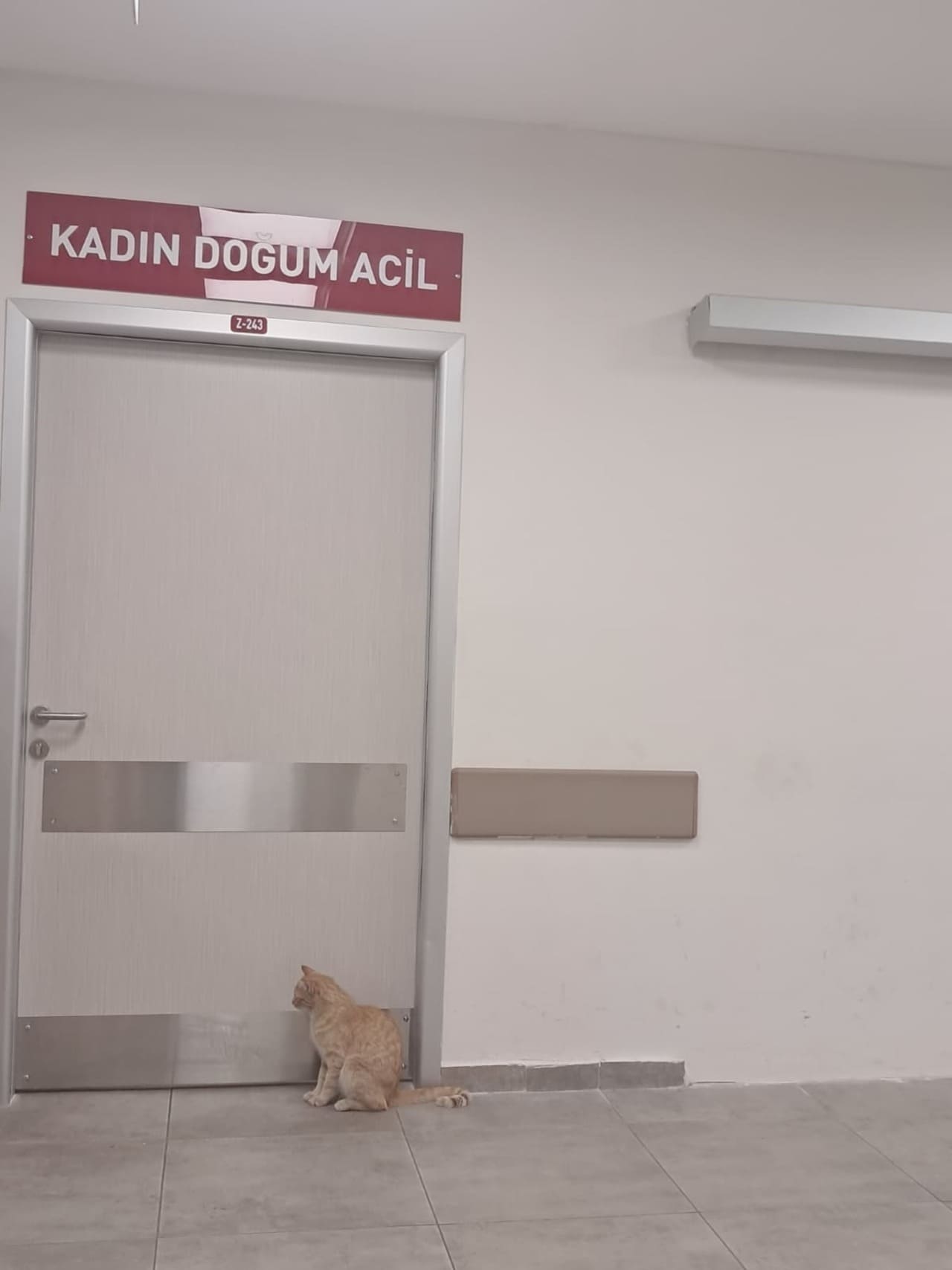 Kadın Doğum Acil Kapısı Önündeki Kedi