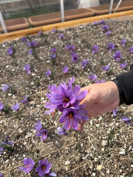 Ülkü Ocakları Genel Merkezi Terasında Safran Hasadı Yaptı (2) 540X720