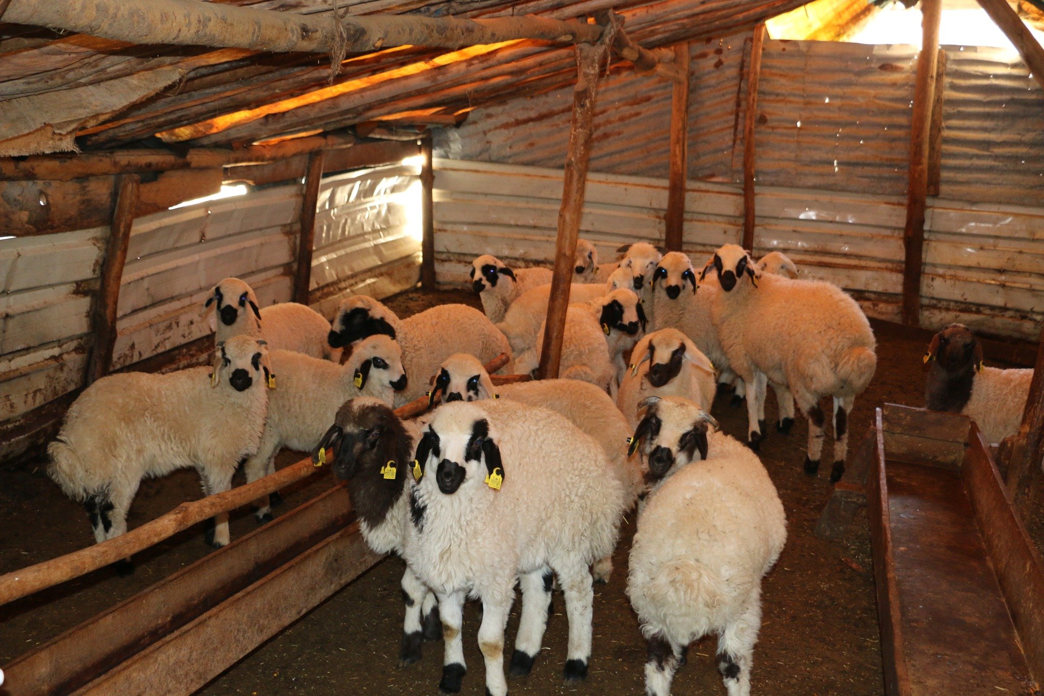 Küçükbaş, koyun, kuzu