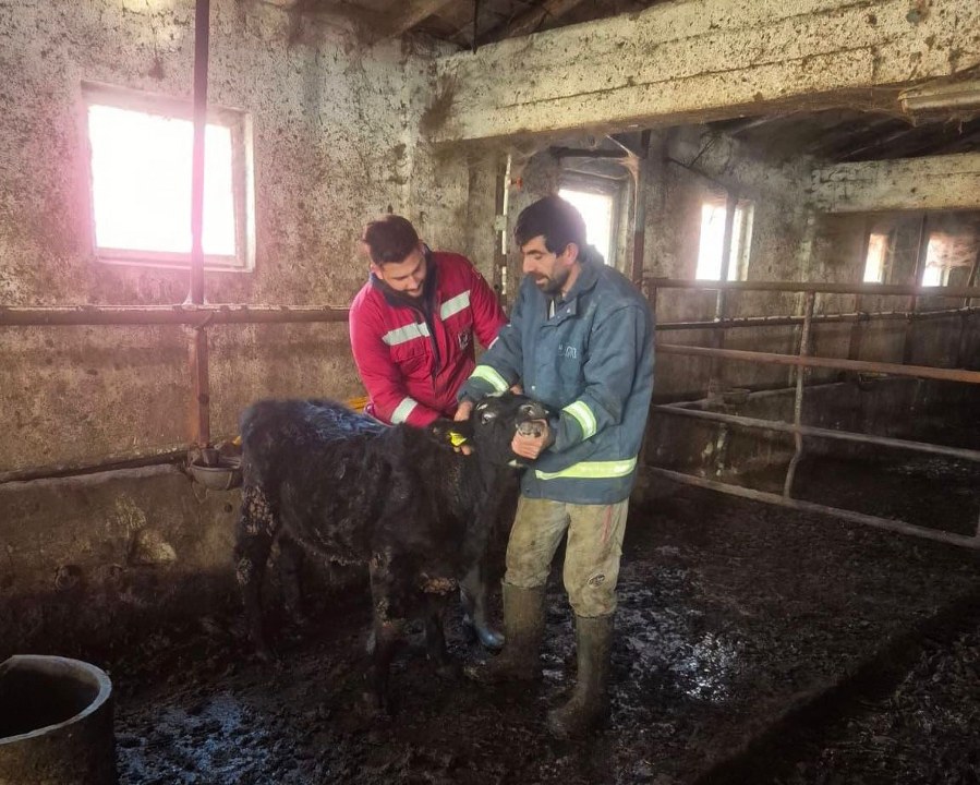 Erzincan’da Hayvancılığa Sahada Dokunuş Birlik Ekipleri İlçe İlçe Hizmette (3) 899X720