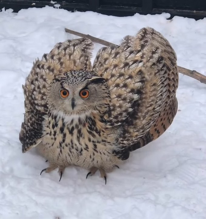 Puhu Kuşu (1) 679X720