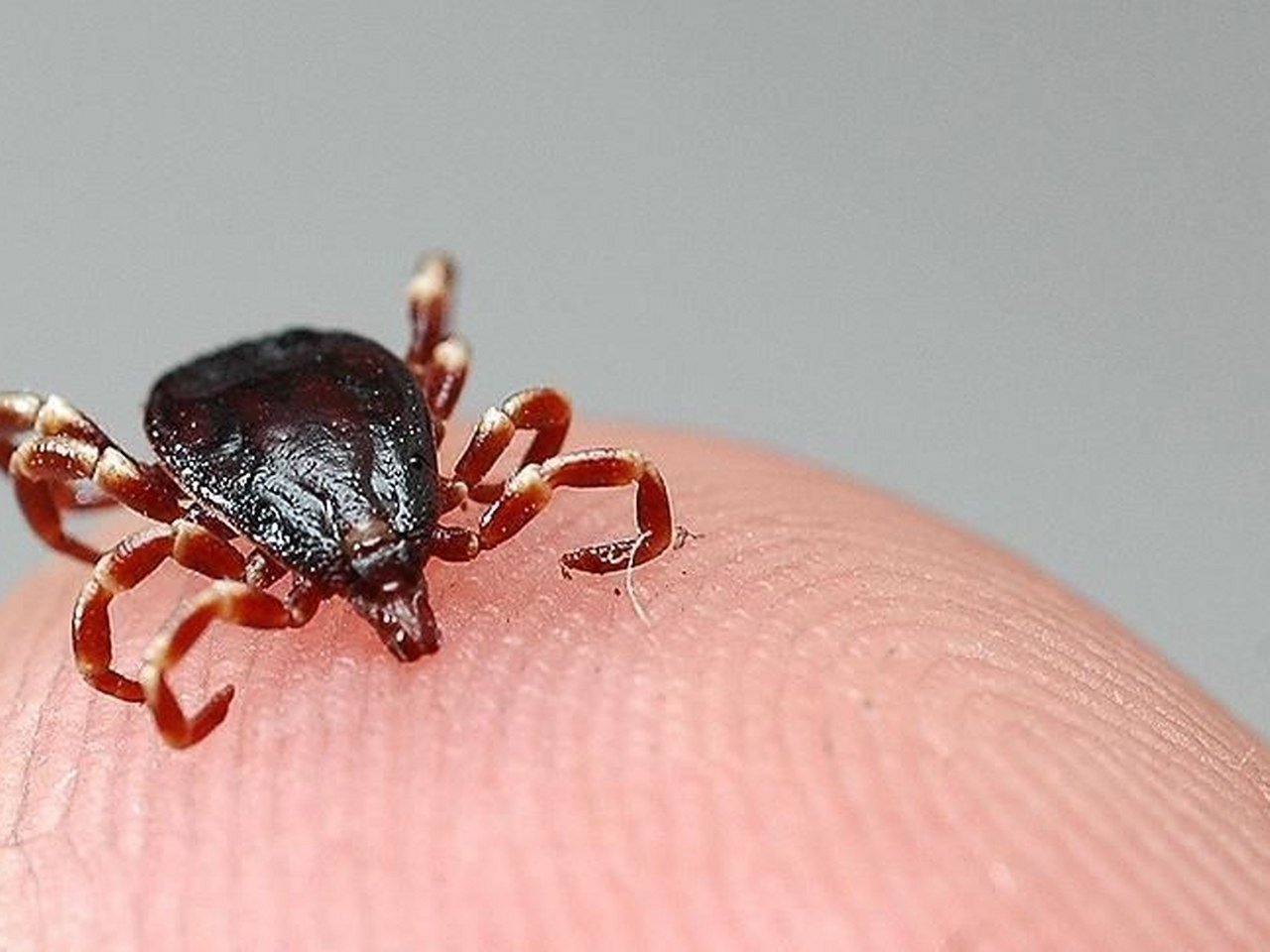 Erzincan’da Kene Popülasyonu Artışı Alarmı