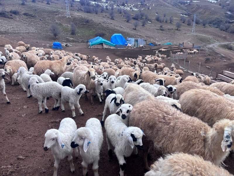 Erzincan'da Kuzuların Anne Hasreti Kamerada (VİDEO)