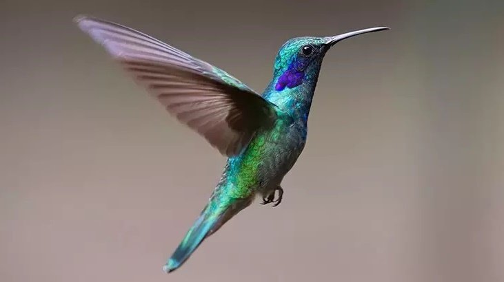 Minik Beden, Dev Enerji: Sinek Kuşlarının Sırrı