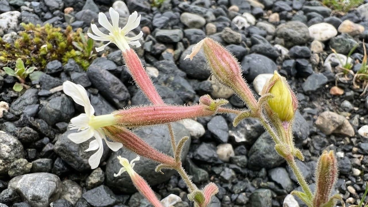 Sultan Nakılı Bitkisi