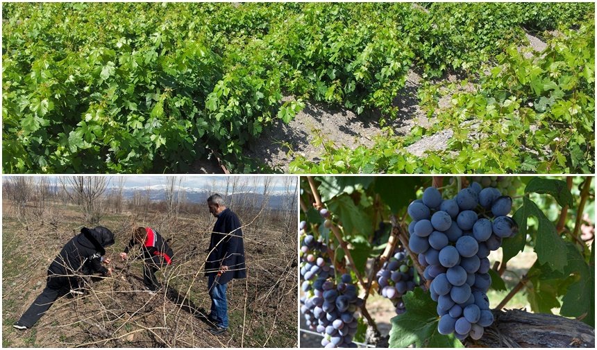 Bağlarda Verim Sırrı: Kış Budaması