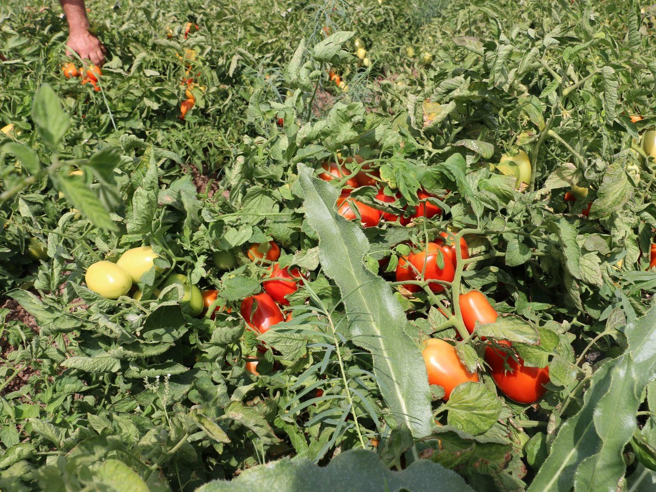 Domates Fidesine %50 Destek