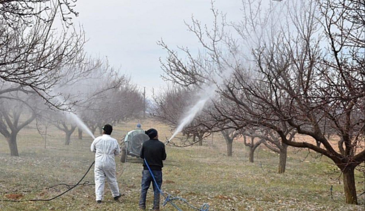 Kayısı Üreticilerine Kritik Uyarı: Bu Hastalık Bahçeyi İki Yıl Üst Üste Vurabilir!