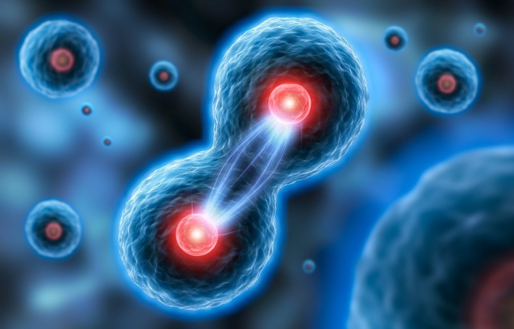 Mayoz Bölünme: Genetik Çeşitliliğin Temel Mekanizması