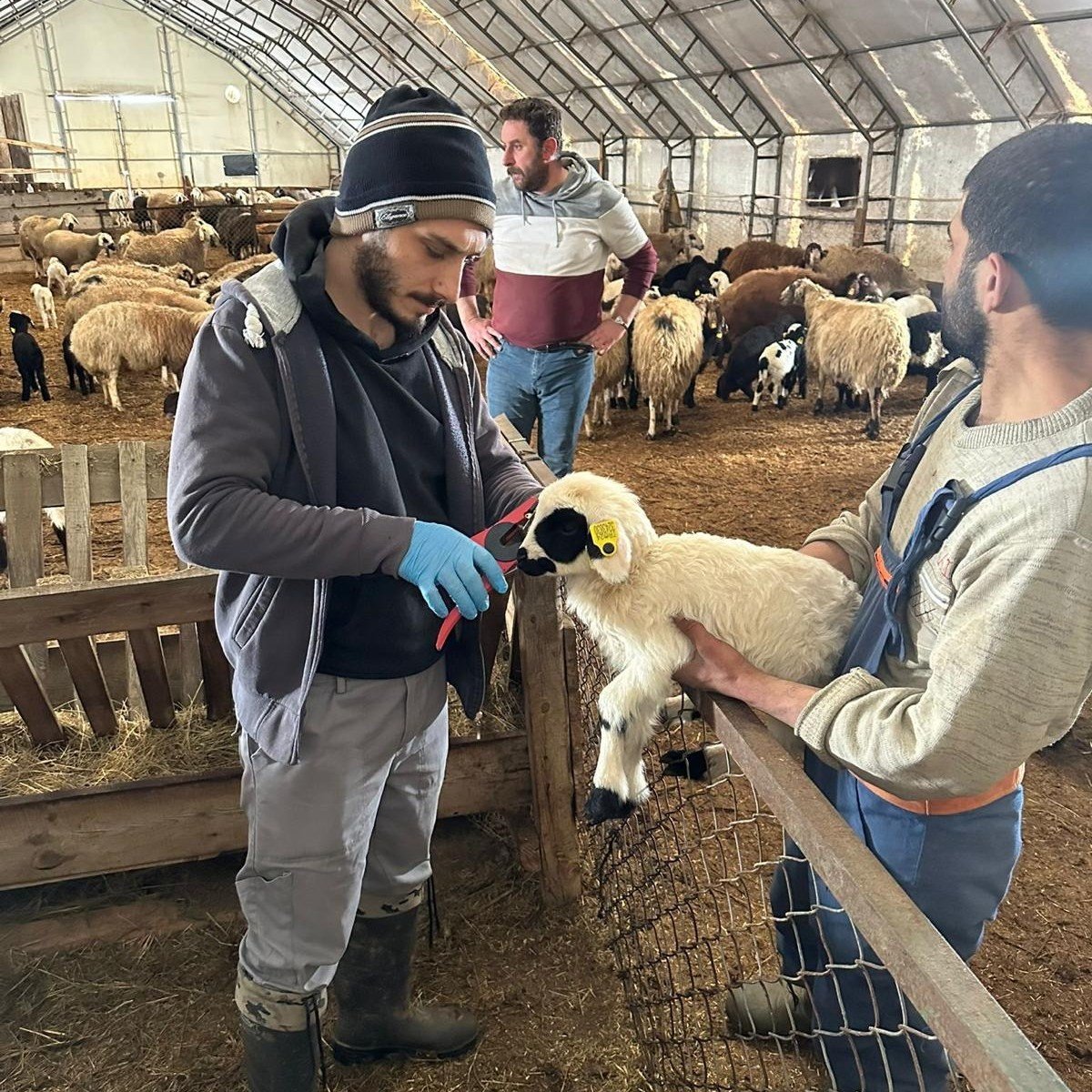 Refahiye’de Hayvancılığa Yakın Takip