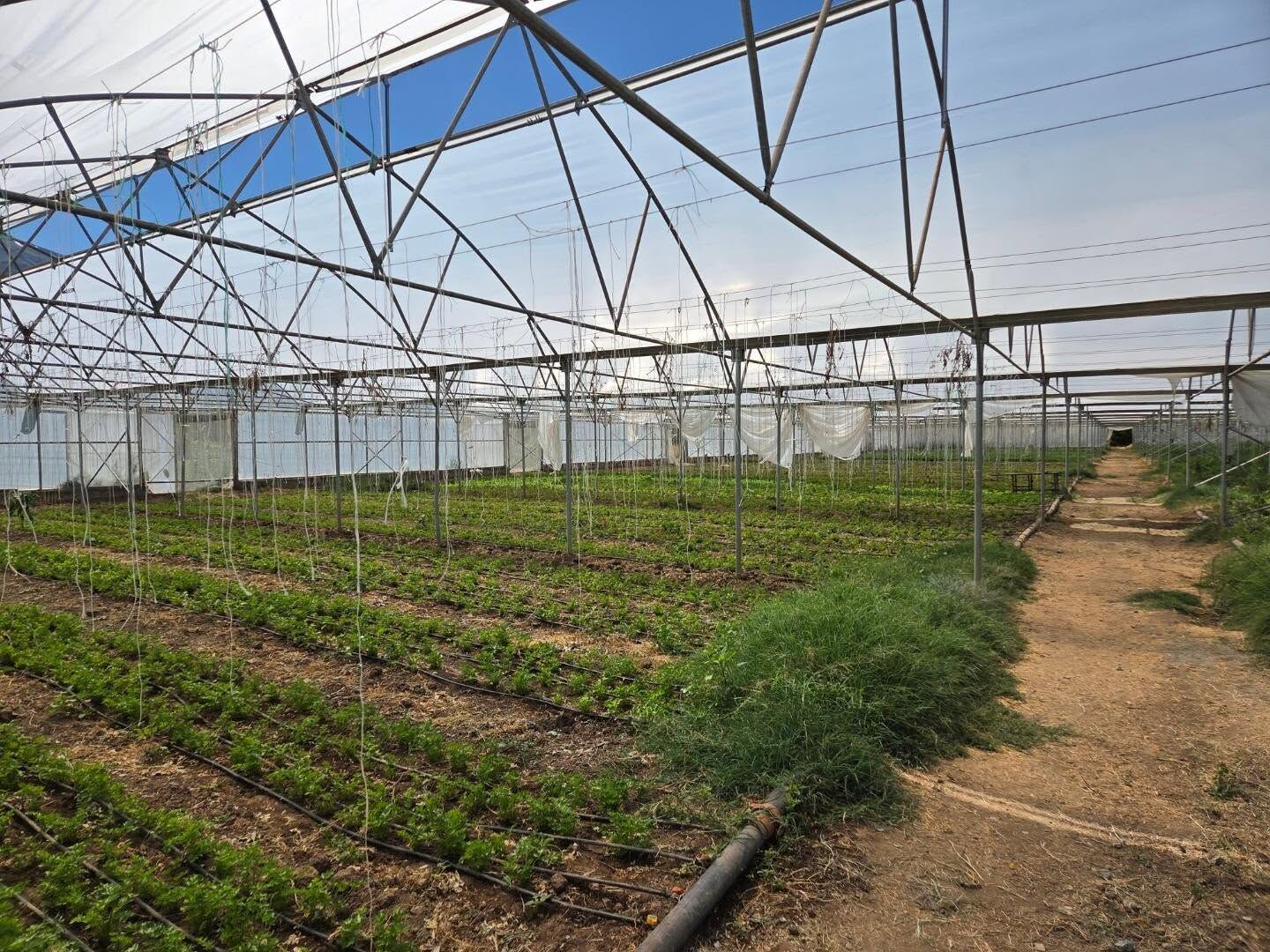 TKDK Desteğiyle Erzincan'da Tıbbi ve Aromatik Bitki Üretimine Güçlü Yatırım