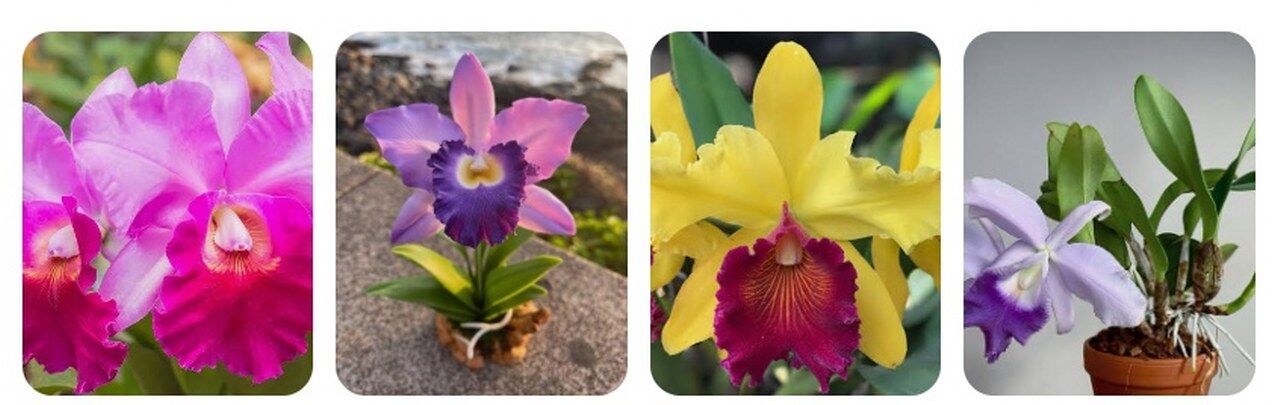Cattleya (Orkidelerin Kraliçesi) 1280X405
