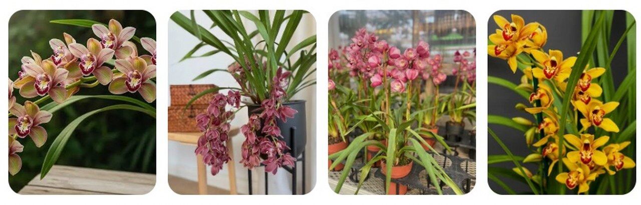 Cymbidium (Kayık Orkidesi) 1280X411