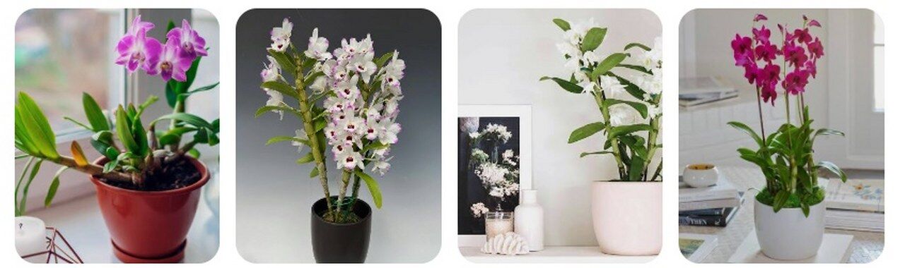 Dendrobium (Baston Orkidesi) 1280X380