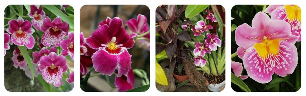 Miltonia (Hercai Menekşe Orkidesi) 1280X402