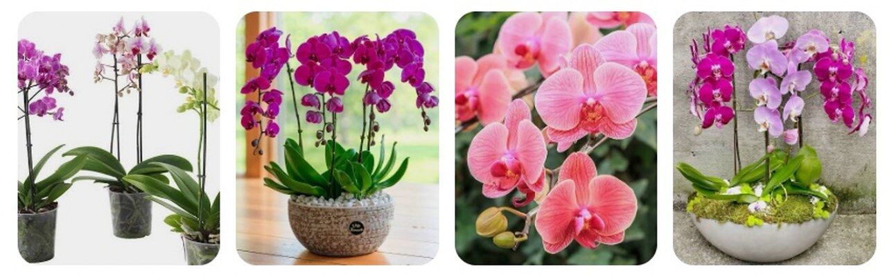Phalaenopsis (Kelebek Orkidesi) 1280X397