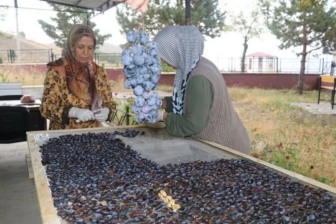 Üzümlü Sarucu (2) 1080X720