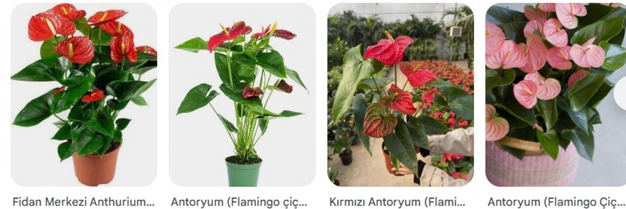 Antoryum Flamingo Cicegi Bakimi