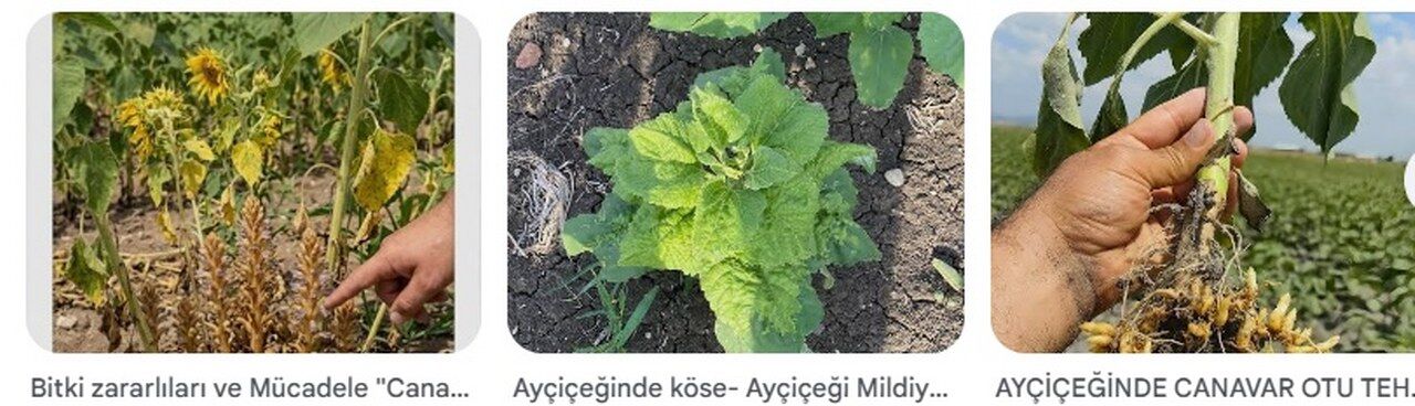 Aycicegi Hastaliklari Canavar Otu Mildiyo