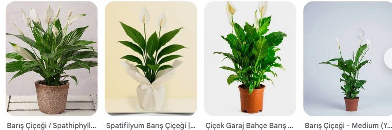 Baris Cicegi Yaprak Solmasi