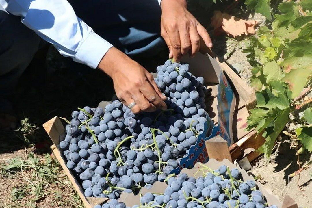 Cimin Uzumu Bag Bozumu Hasat Ani