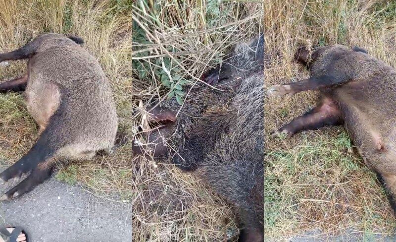 Erzincan-Kemah Yolunda Korku Filmi Gibi Manzara! Yol Kenarındaki Devasa Hayvanı Görenler Gözlerine İnanamadı...