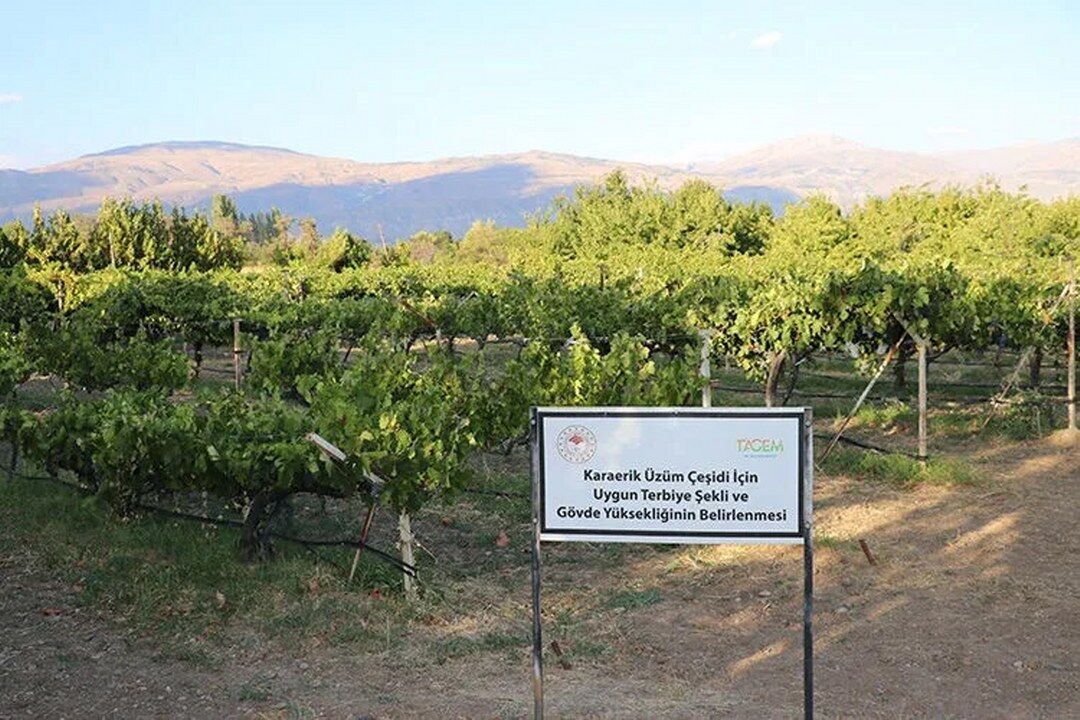 Erzincan Karaerik Uzumu Bag Alani