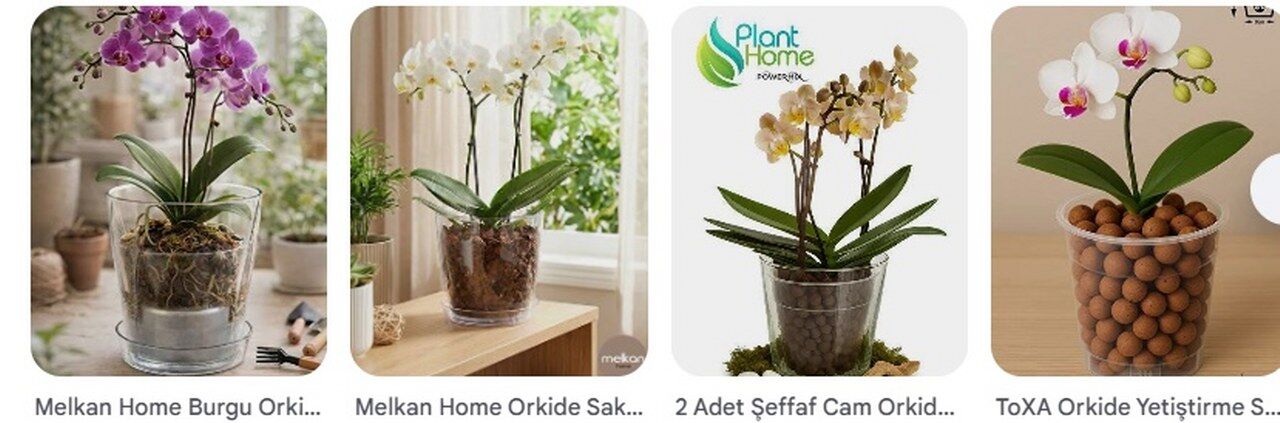 Orkide Cicegi Bakimi