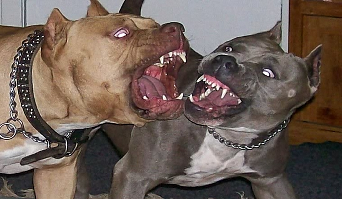 Palandöken’de Pitbull Gerginliği: Site Sakinleri Tedirgin!