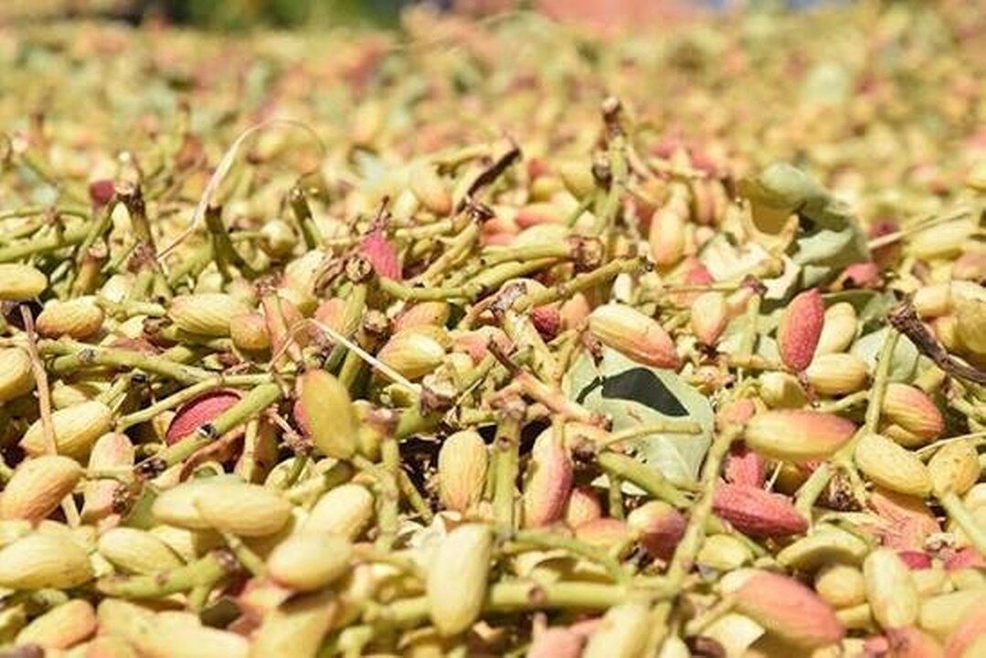 Yeni Hasat Taze Antep Fistigi
