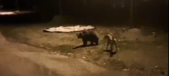 Erzincan’da Ayılar Merkez Köylere Kadar İndi! (VİDEO)