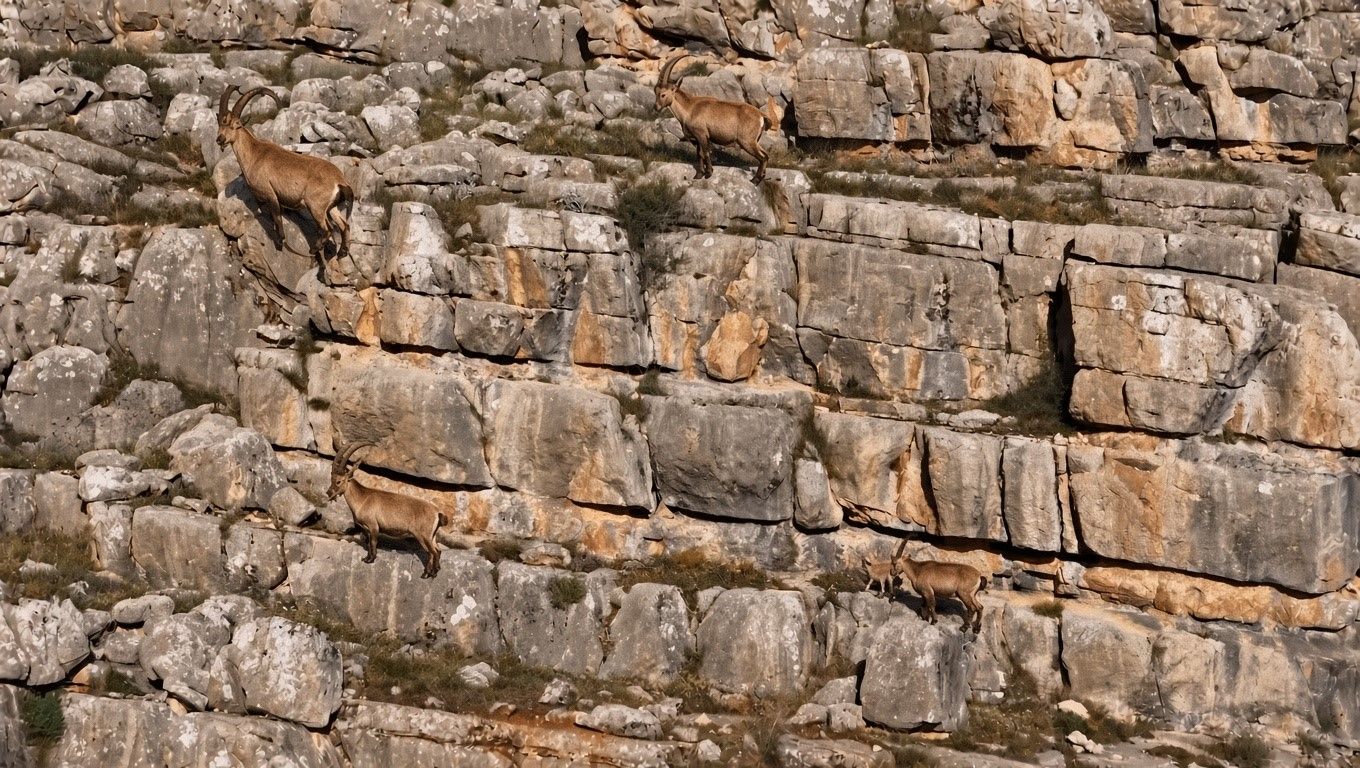 Erzincan'da yaban keçileri Munzur Dağları'nda görüntülendi