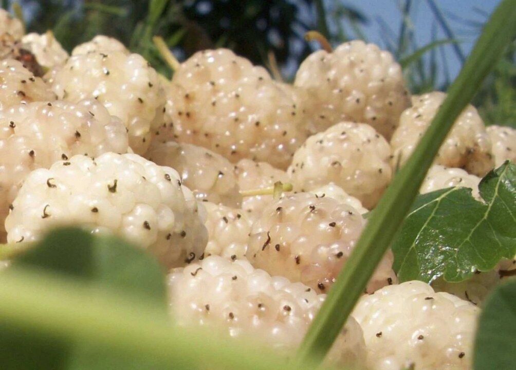 Kemaliye Egin Dutu