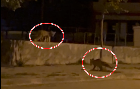 Erzincan’da Şaşırtan Görüntü: İki Tilki Şehir Merkezinde Yiyecek Aradı (VİDEO)
